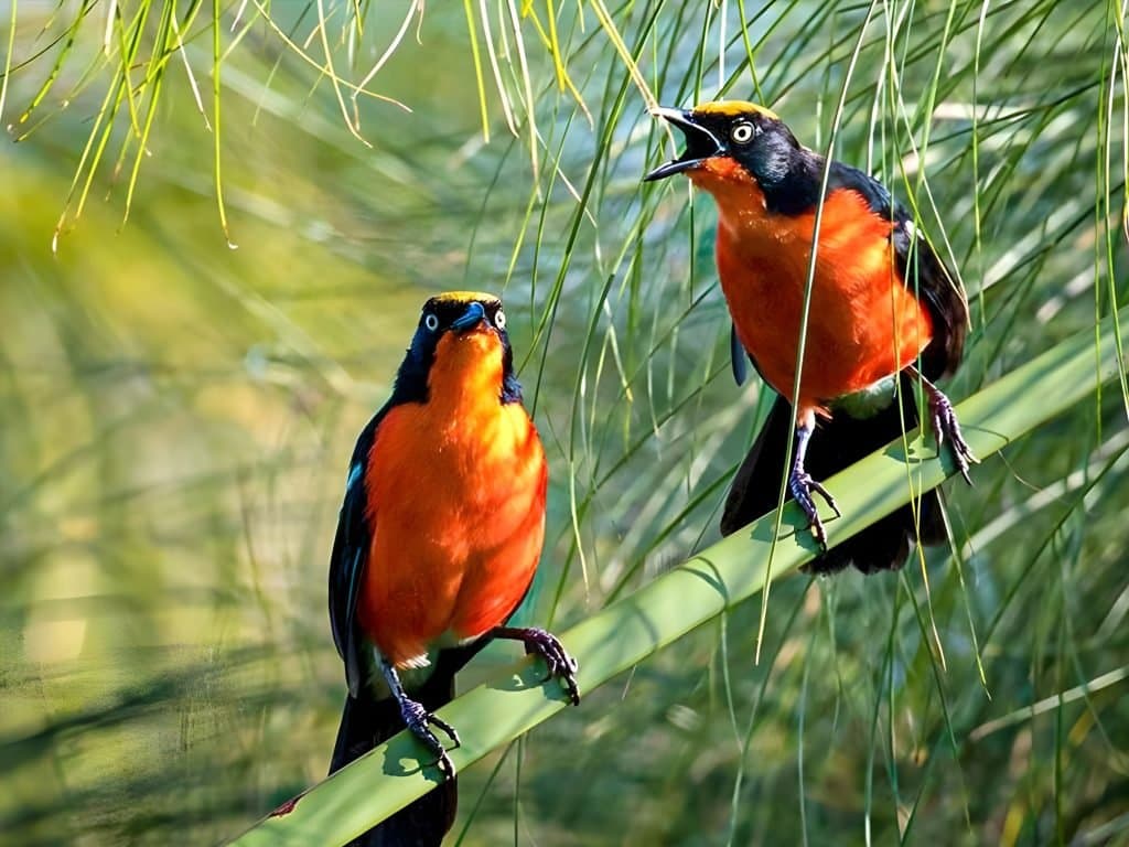 Wetland birding scene at the Source of the Nile in Uganda