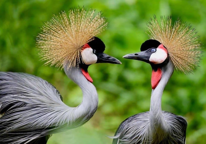 Forest landscape in Uganda on a birding safari