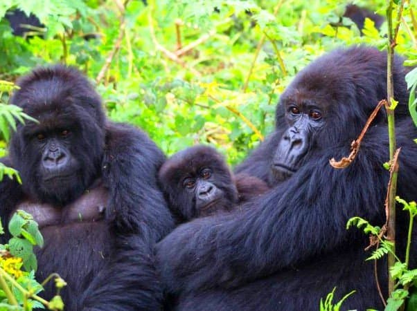 Uganda wildlife and gorilla safari landscape