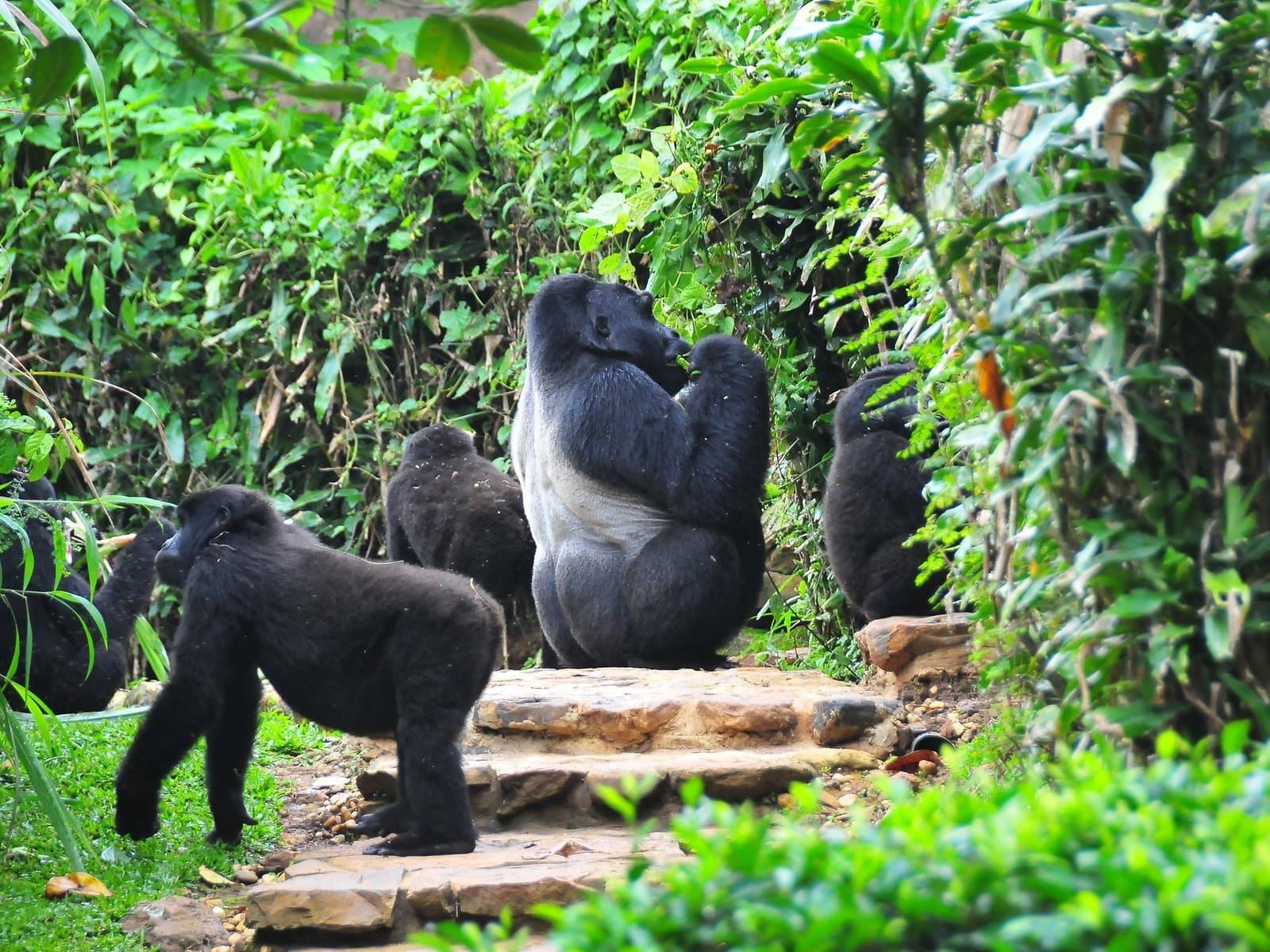 Safari landscape in western Uganda with forest and savannah