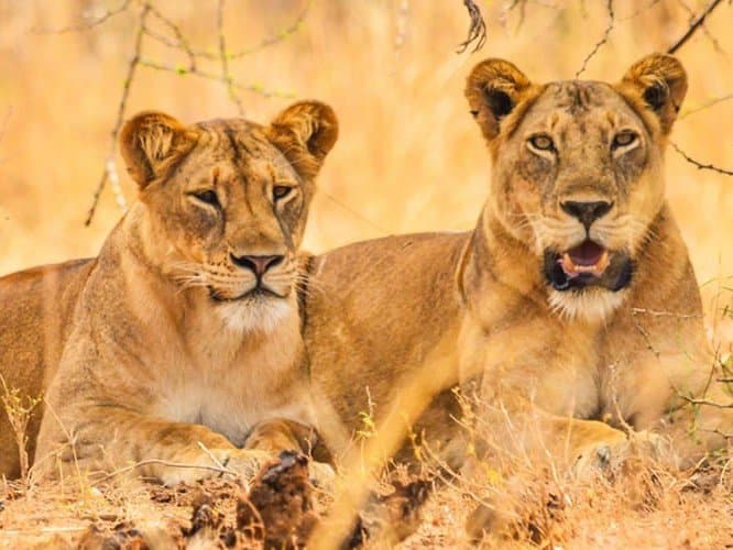 Lions resting in the savannah of Queen Elizabeth National Park