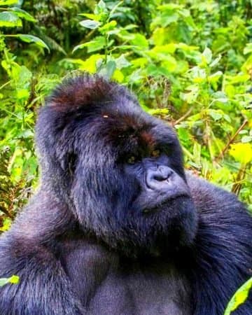 Mountain gorilla in dense forest, Bwindi Impenetrable National Park
