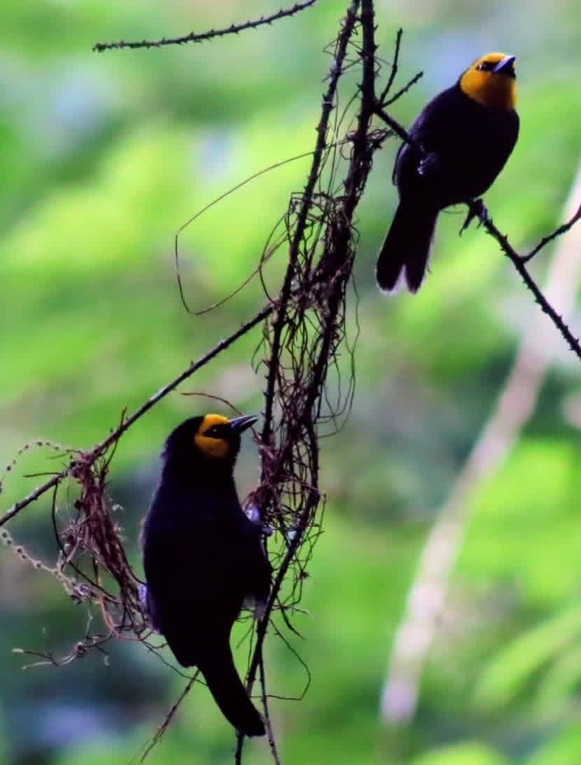 Dos aves negras de cabeza naranja posadas en una enredadera