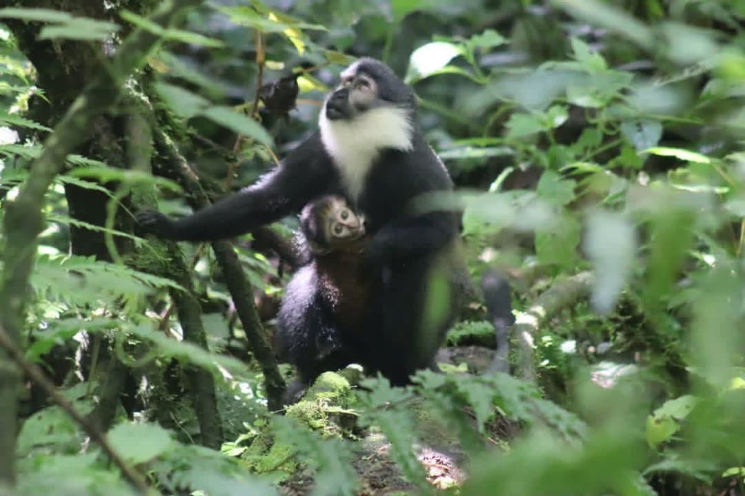 Un singe tenant son petit parmi les feuilles de la forêt