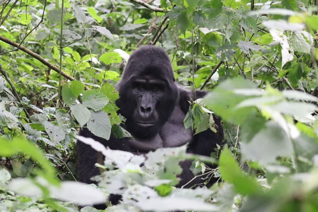 Un gorille de montagne à dos argenté assis dans un sous-bois dense