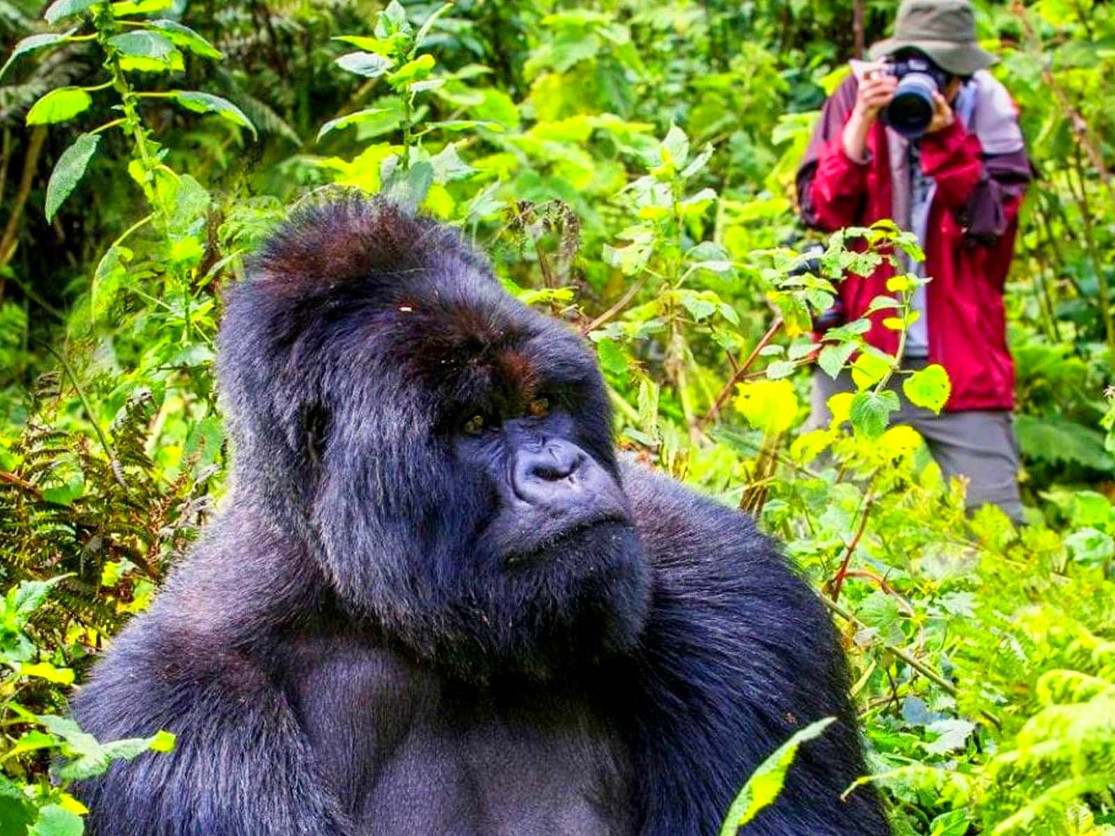 Mountain gorilla in the forests of Bwindi Impenetrable National Park