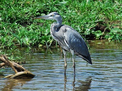 A grey heron standing at the water's edge in Uganda