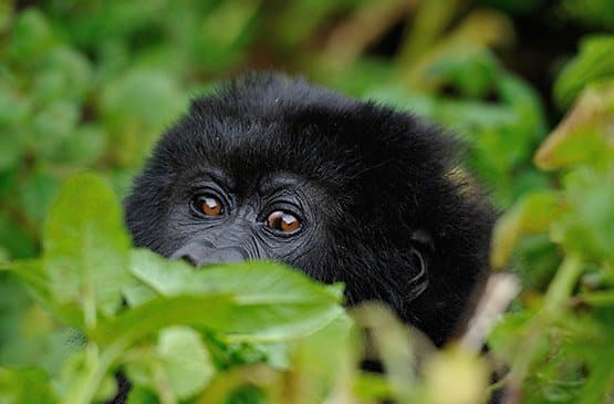Mountain gorillas in the forest of Volcanoes National Park, Rwanda
