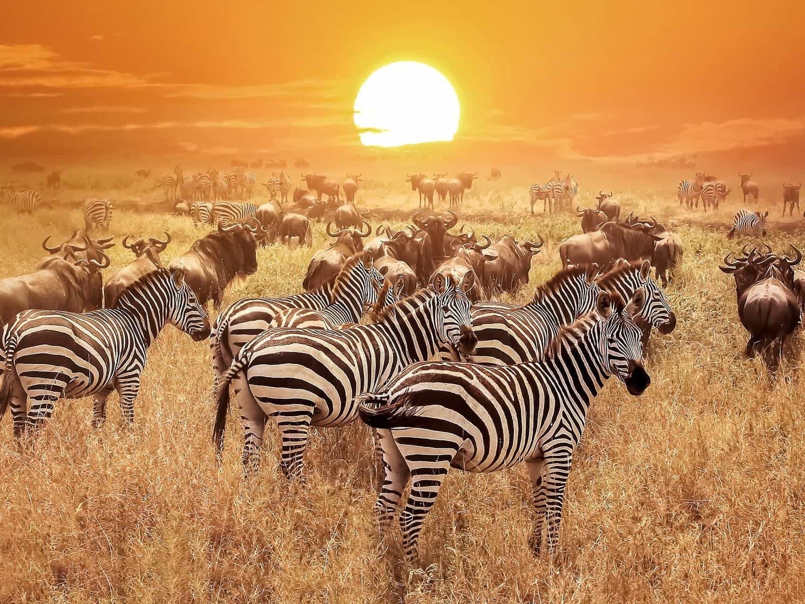 Savannah landscape in Serengeti National Park, Tanzania