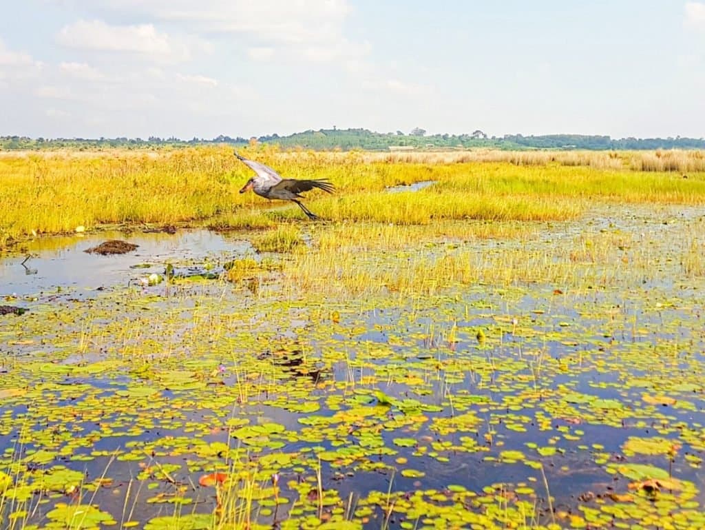 Shoebill stork in the papyrus of Mabamba Swamp