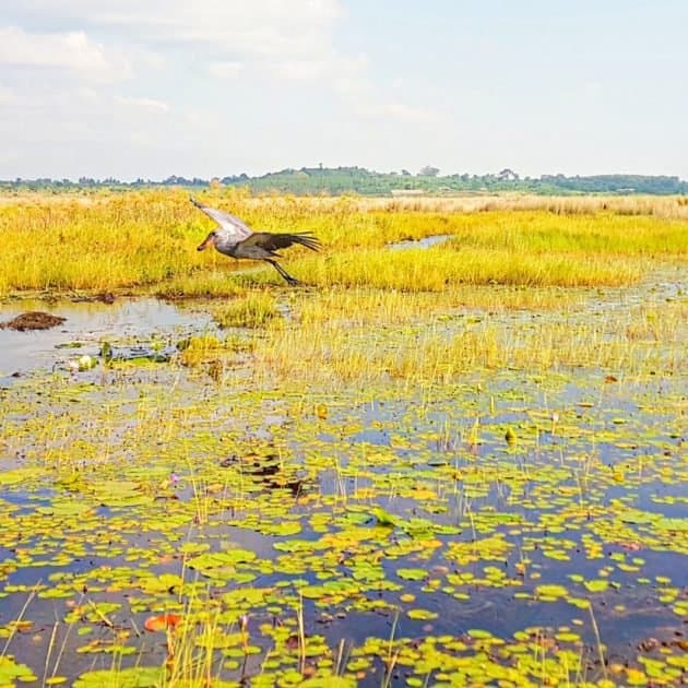 Shoebill stork standing in Mabamba Swamp, Uganda