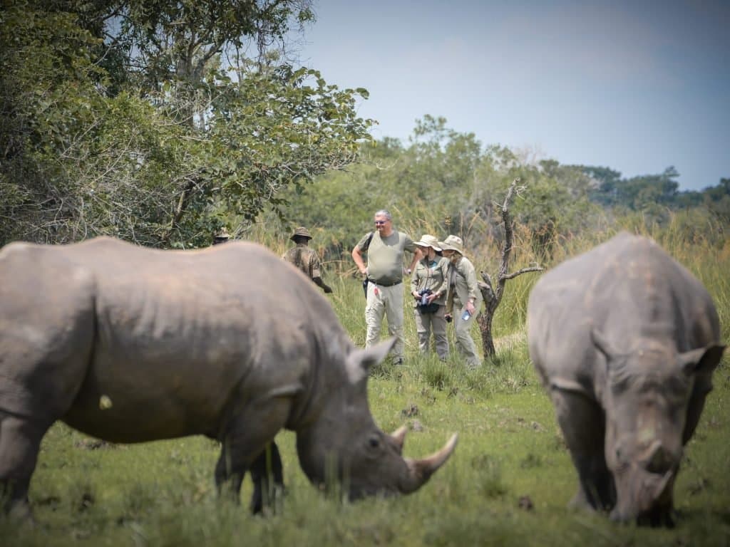 Rhinos in the landscape at Ziwa Rhino Sanctuary, Uganda