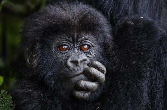 Mountain gorillas resting in Volcanoes National Park, Rwanda