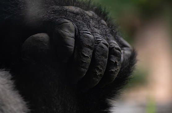 Mountain gorilla in the forest of Volcanoes National Park, Rwanda