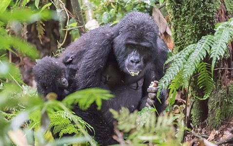 Bwindi Gorilla Tracking Uganda