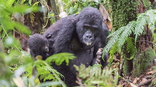 Bwindi Gorilla Tracking Uganda
