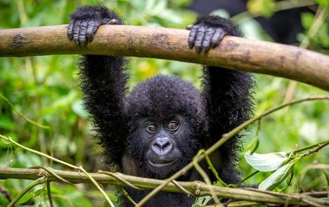 Gorilla Tours Rwanda Uganda