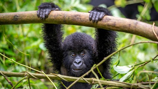 Gorilla Tours Rwanda Uganda
