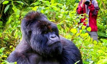 6 Days Bwindi Gorilla Trekking | Gorilla Tracking