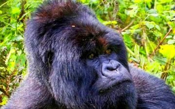 Gorilla Tracking