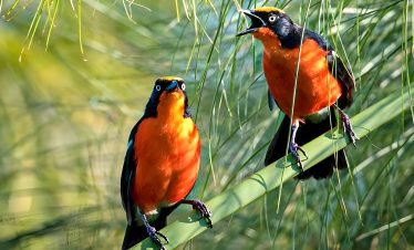 10-Day Birding at Source of the Nile