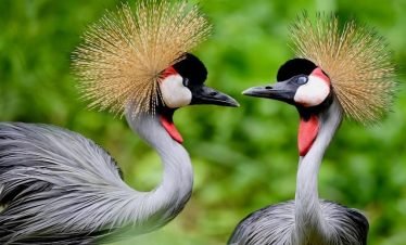 14 Days Forest Birding Safari