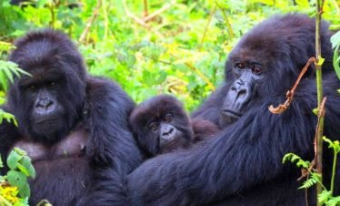 6-Day Uganda Wildlife & Gorilla Safari