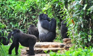 7-Day Uganda Amazing Safari