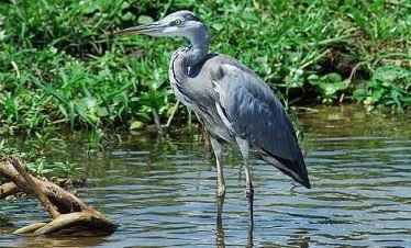 7 Days Birding in Uganda