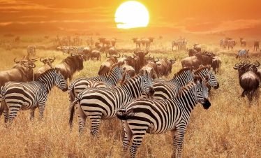 Serengeti National Park | 9 Day Tanzania Safari Adventure
