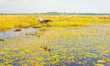 24 Days The Best of Uganda Birding Safari