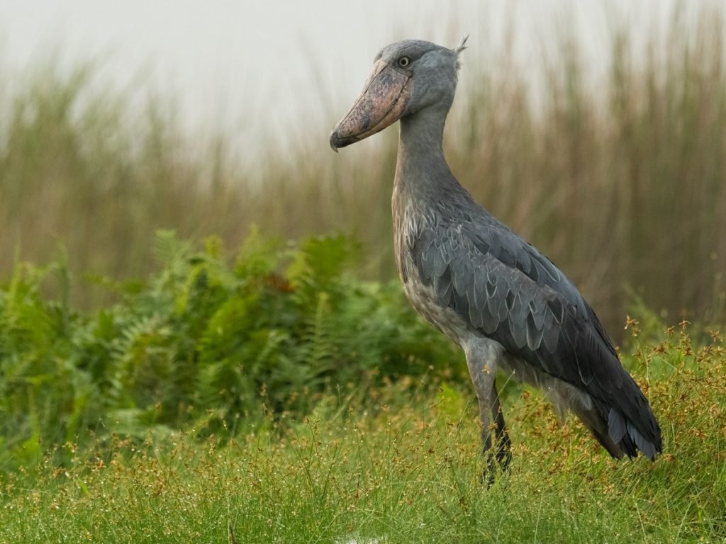 10-Day Birding at Source of the Nile