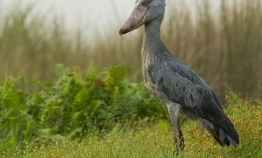 10-Day Birding at Source of the Nile