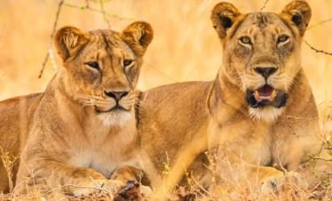 15 Days Uganda Tour
